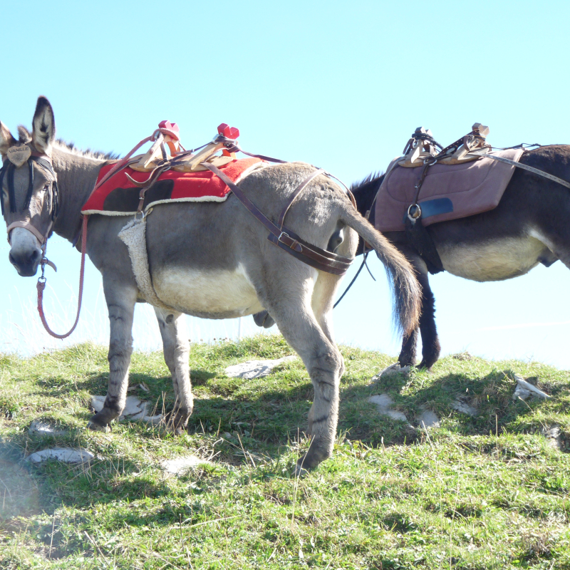 Donkeys and mountain pastures