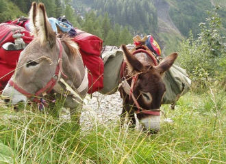 Hiking with donkeys