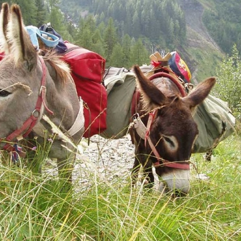 Hiking with donkeys
