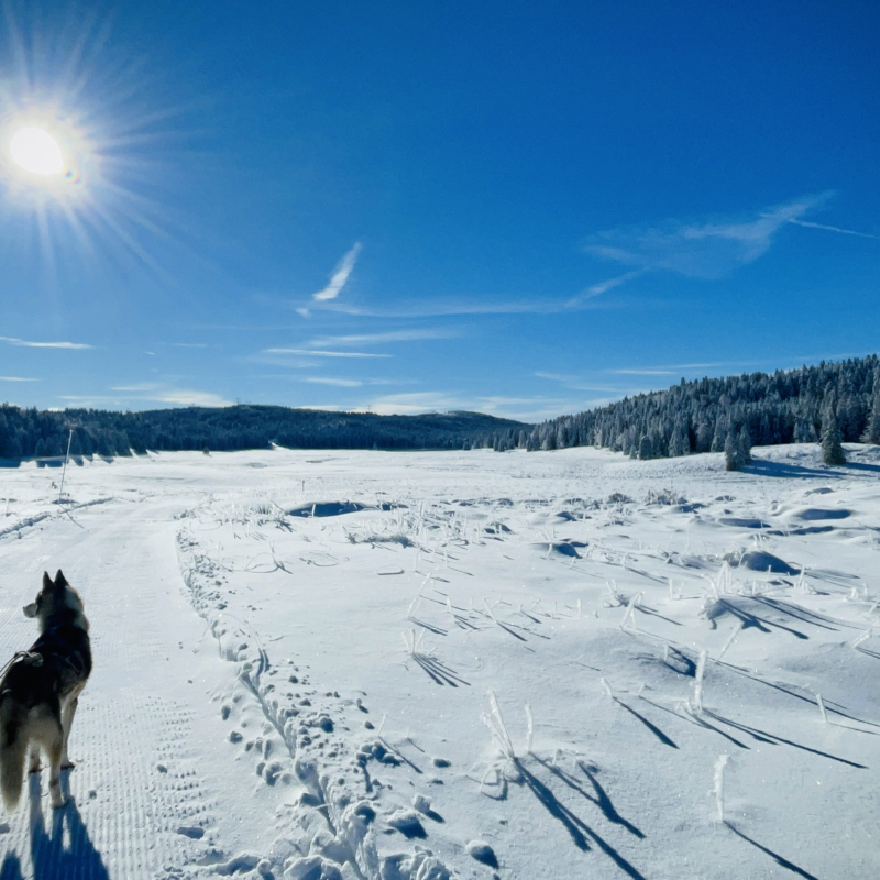 La Ferme Bertrand et ses chiens des neiges