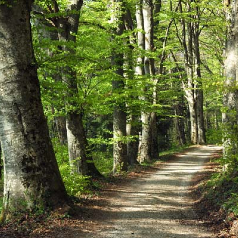 An avenue lined with old beech trees near the Carthusian monastery