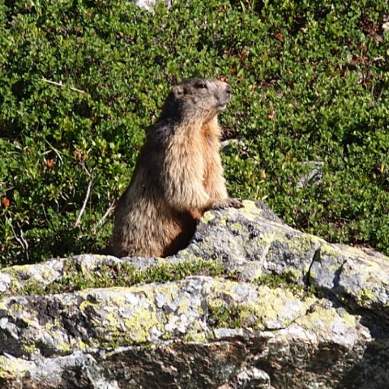 Chamrousse marmot photo