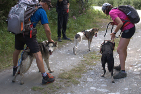 Cani-randonnée avec Husky Adventure à Val Cenis