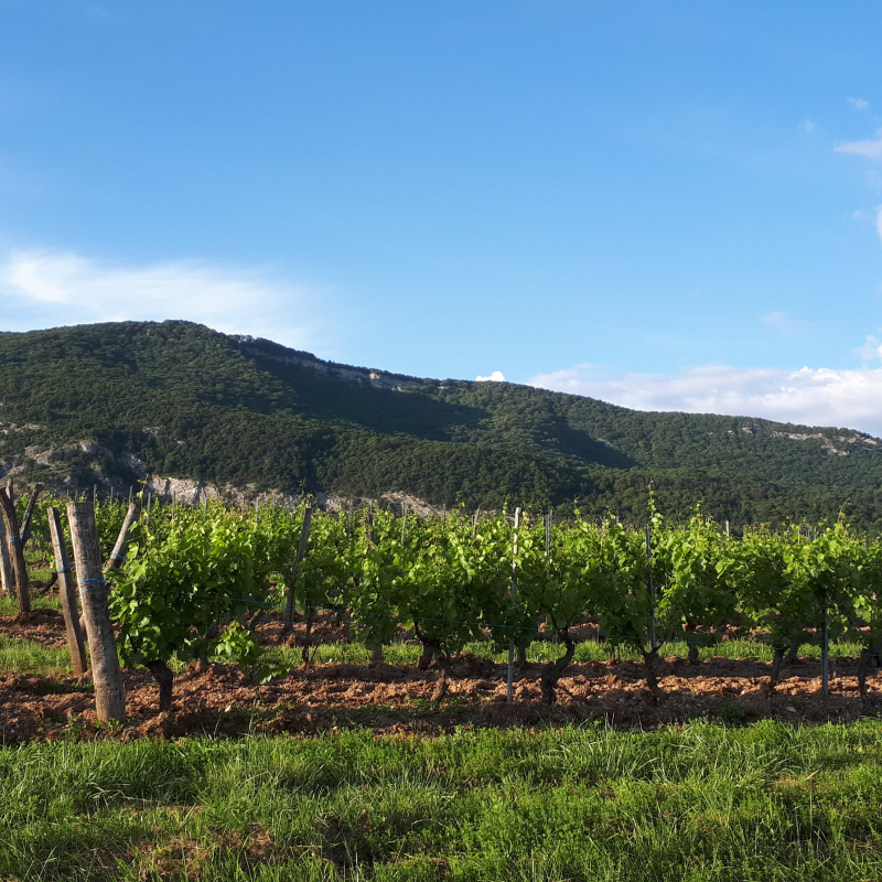 Trichon vineyard