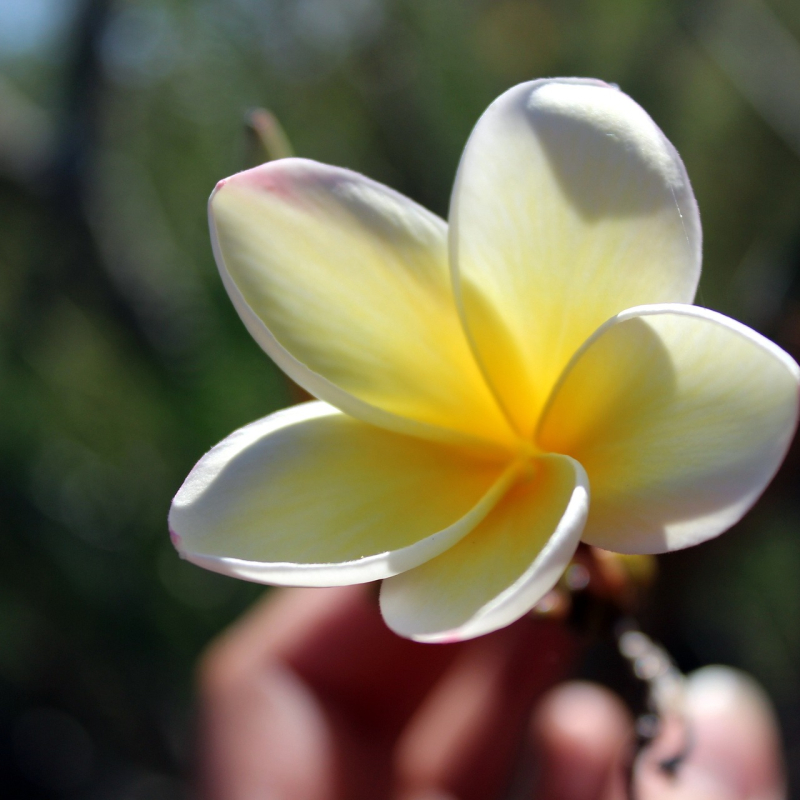 Fleur de tiaré ©pixabay
