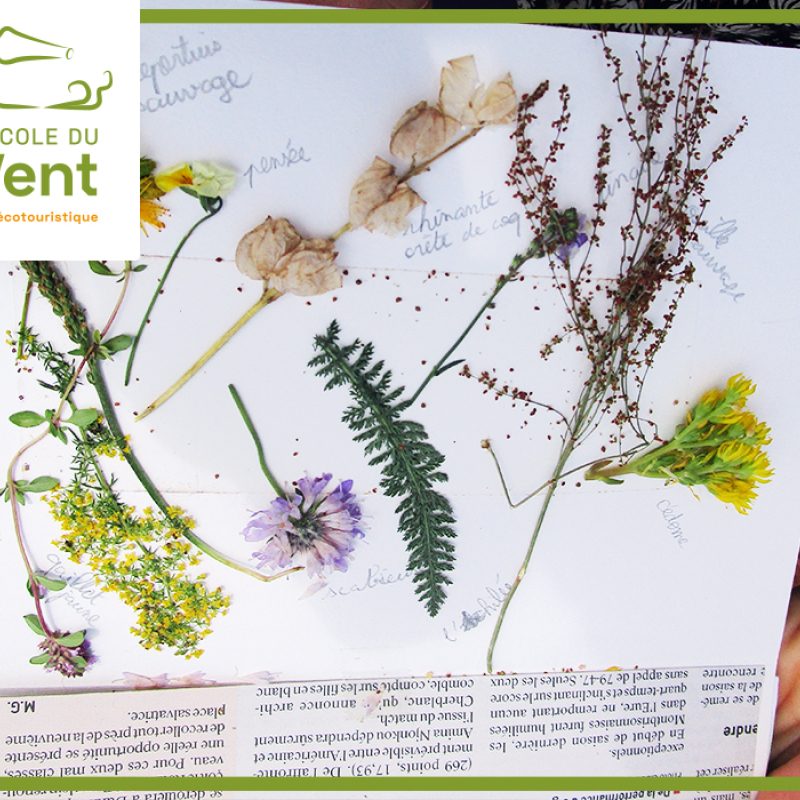 Fabrique ton carnet botanique