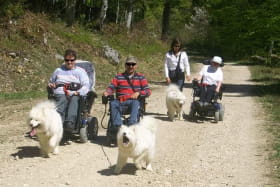 Activités avec les chiens samoyèdes adaptées aux handicaps