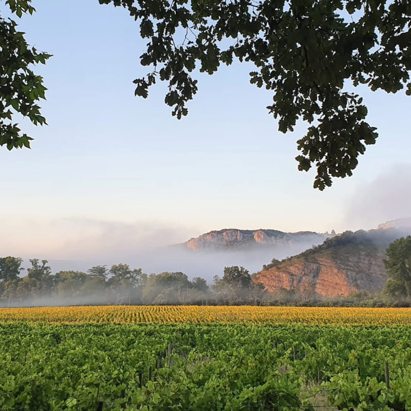 Domaine Walbaum