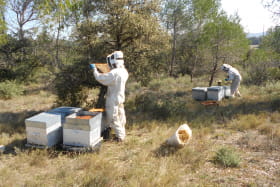 apiculteur et ruches