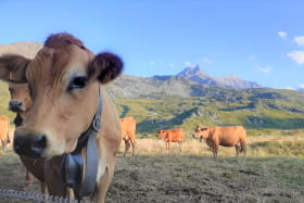 Vaches de race tarine en alpage au Mont Cenis