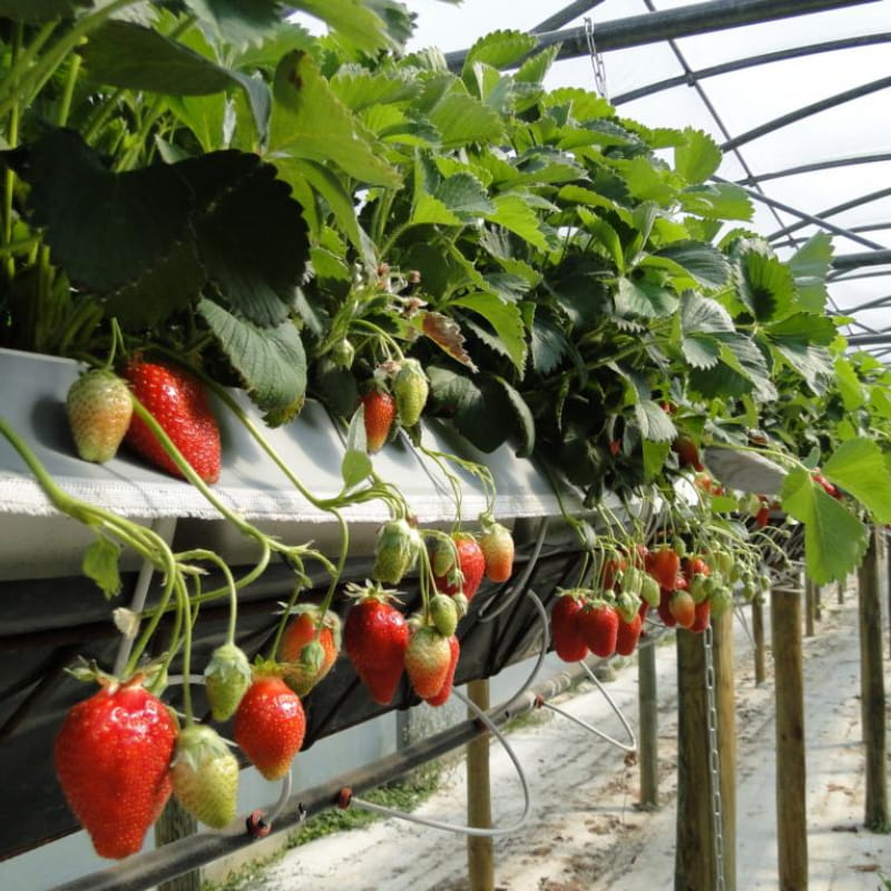 Les fraises_Aux délices de la ferme ardéchoise_Tournon sur Rhône