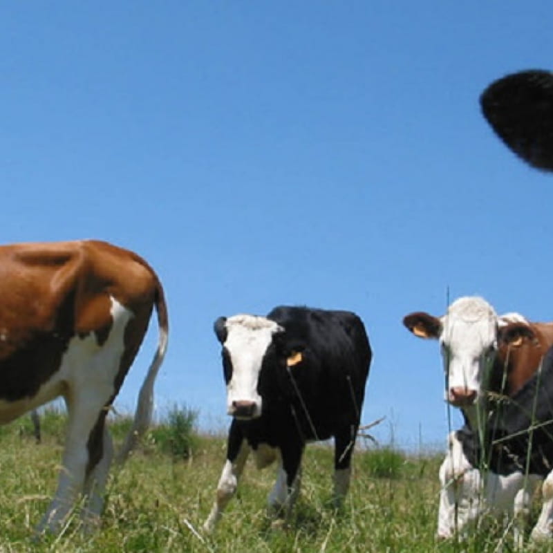 Vaches