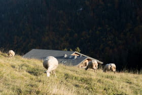 Les moutons au dessus de la bergerie