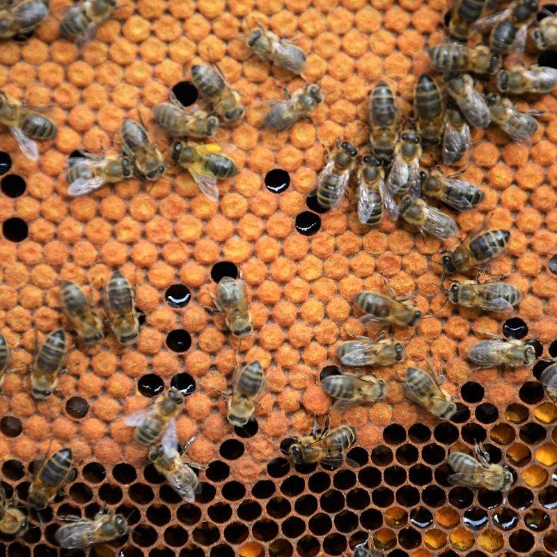 Boisier Apiculture