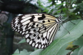 Papillon 2
