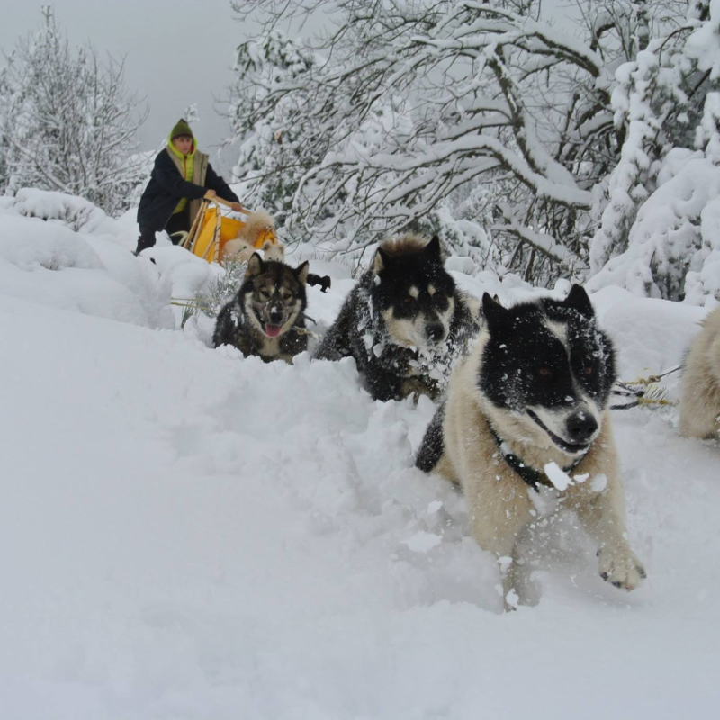Sled dogs with La Vallée d'Amarok