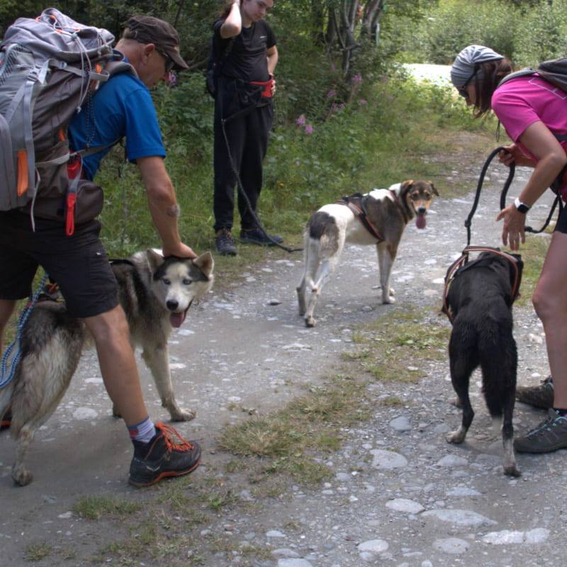 Cani-randonnée avec Husky Adventure à Aussois