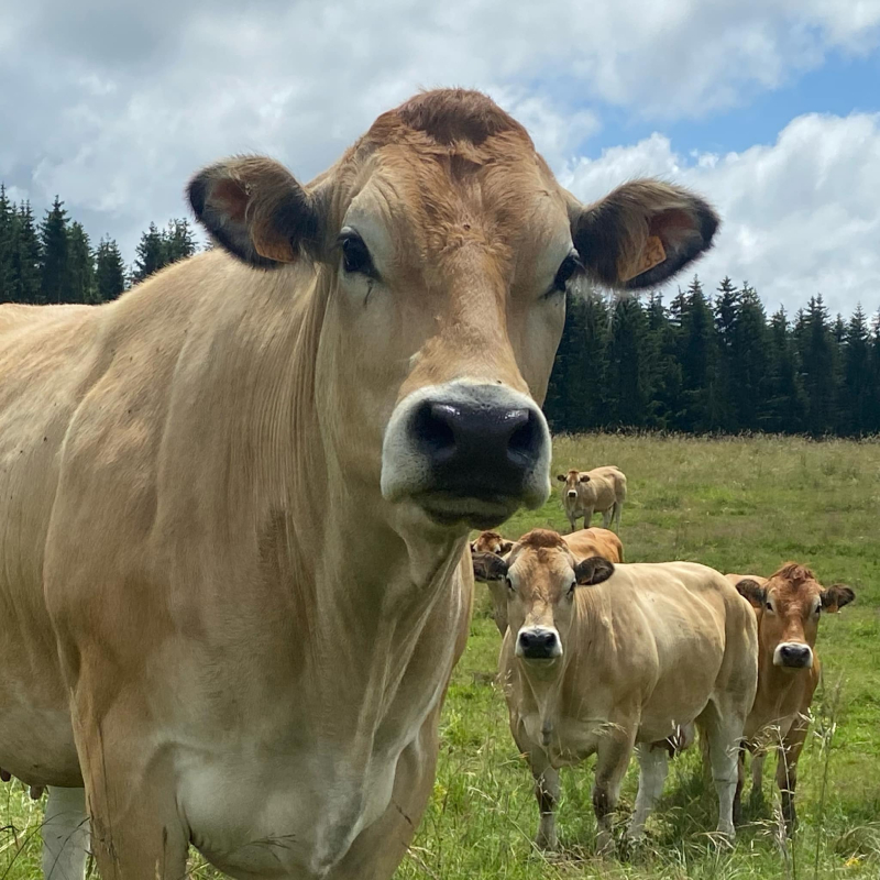 Vache parthenaise de la famille Guillot à Lilignod