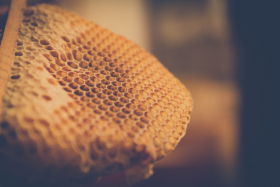 rayon de miel chez l'apicultrice Anne-Sophie Hérin
