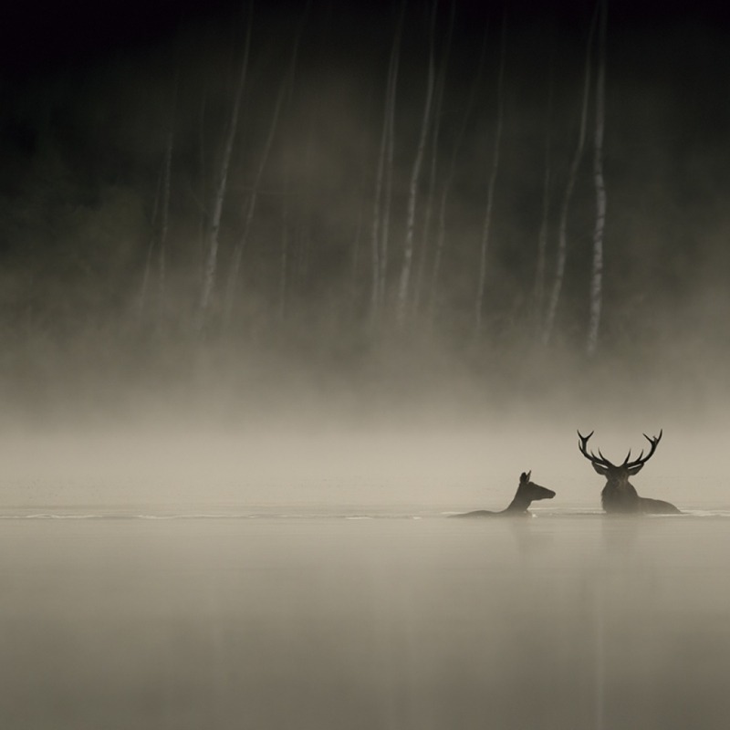 Into the forest with Vincent Munier