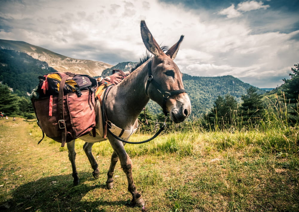 donkey trek france