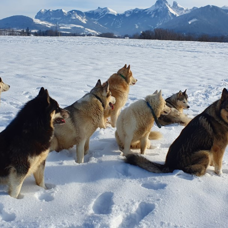 Come and discover the secrets of dog sledding with Cindy!