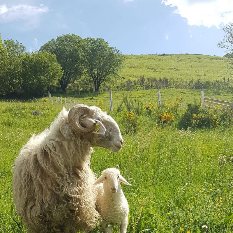 La Ferme de la Molède