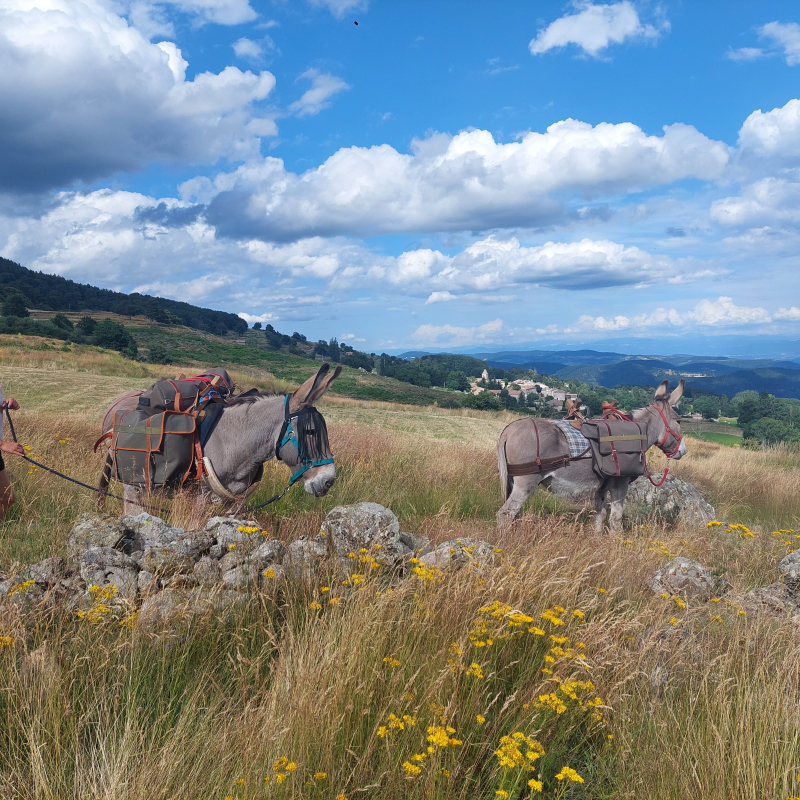 Les Escapades d'Artémis : balades avec âne ou découverte des plantes sauvages