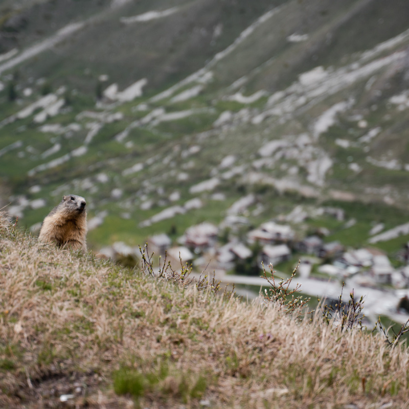 Marmottes en montagne