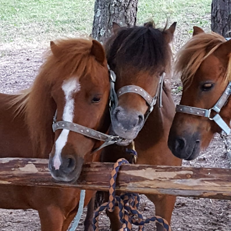 Pony Run-Run