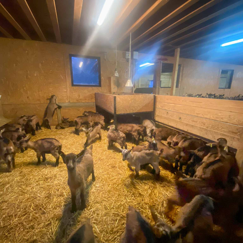 Les chèvres de la ferme de Mr Seguin