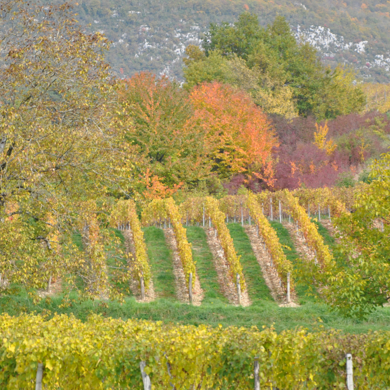 Destination Vignobles et Découvertes : vignoble de Savoie - Aix les Bains Riviera des Alpes