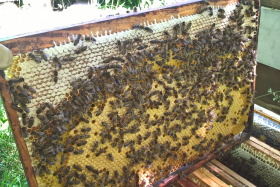 À la cime du rucher