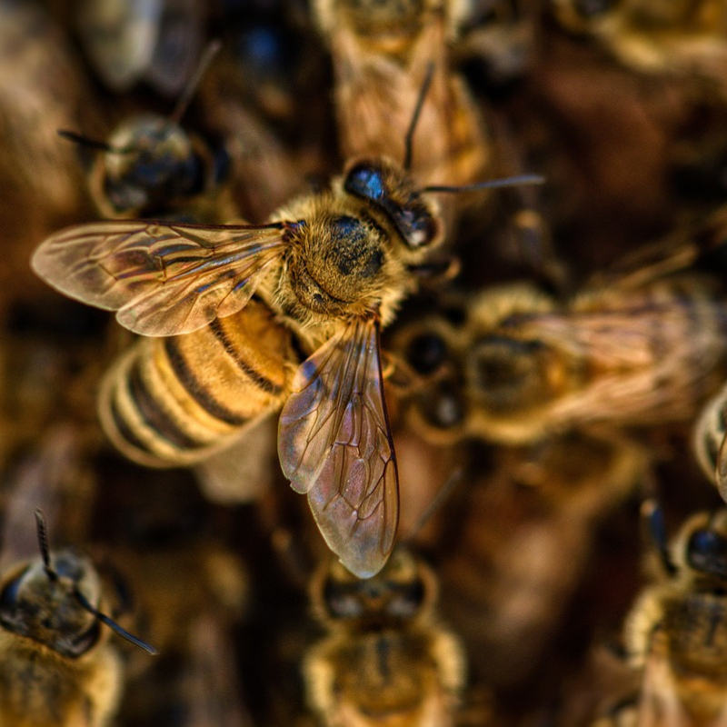 Randonnée apiculture