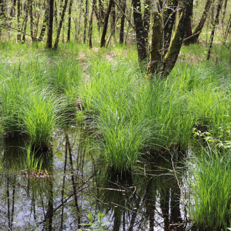Bizadan pond marshes: a sensory stroll at dusk