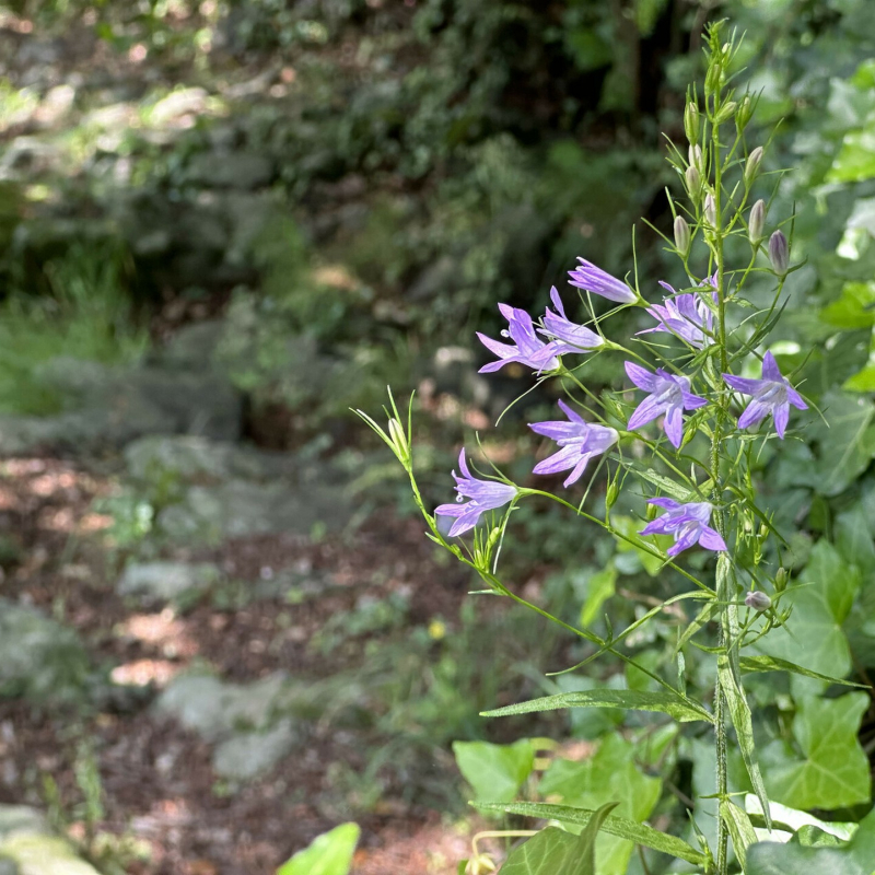 Barnas - Balade au sentier botanique - fleurs de campanule raiponce ©sourcesetvolcans