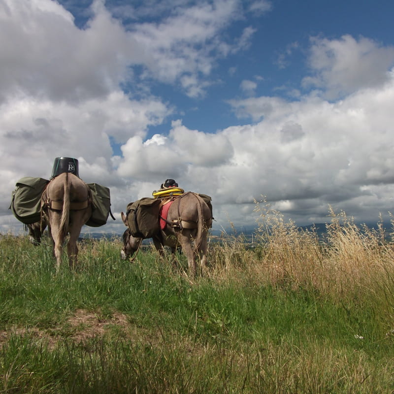 randonnée avce les ânes à Serraval dans le sud du massif des Aravis