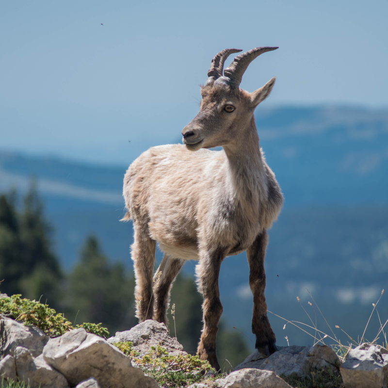 Guided Walks with Christophe Pelet: Meet the Ibex at the Foot of the Grand Veymont Mountain