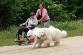 Activités avec les chiens samoyèdes adaptées aux handicaps