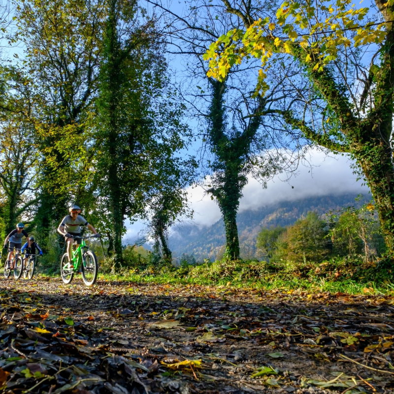 Mountain bike riders among trees and leaves
