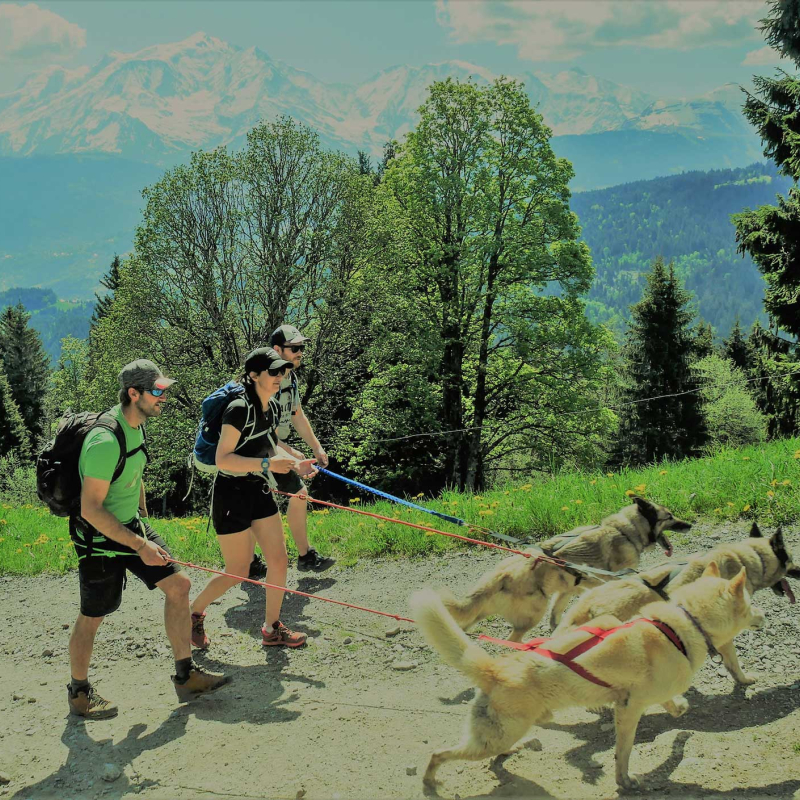 Cani rando face au Mont-Blanc