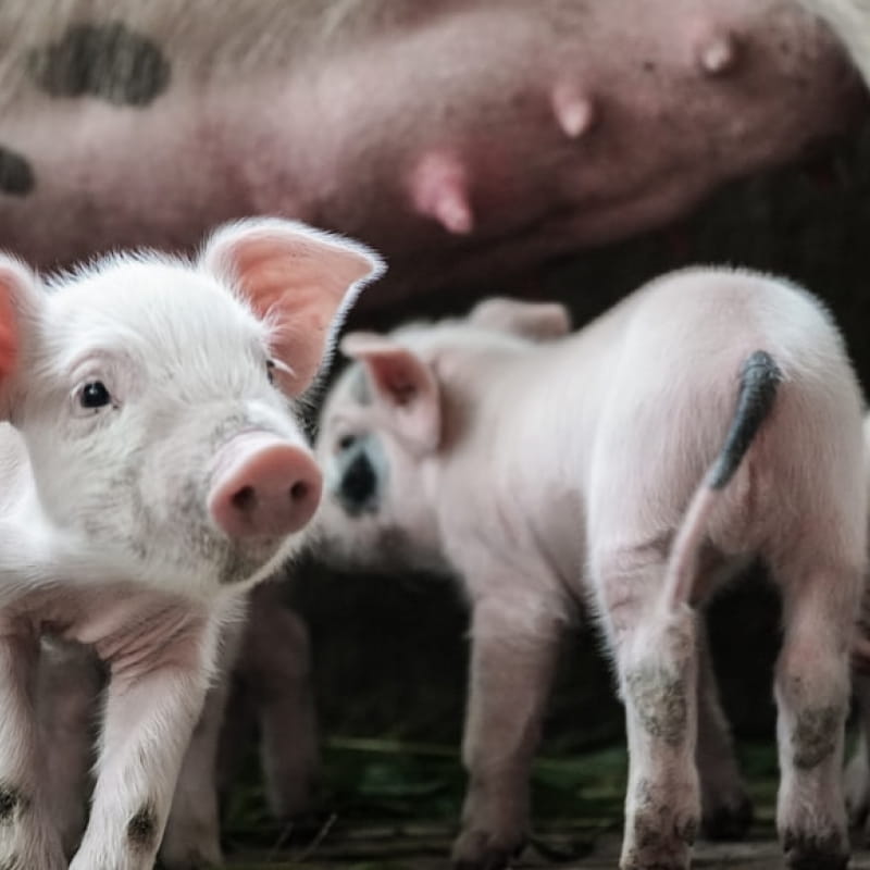 A la ferme : soigneur d'un jour