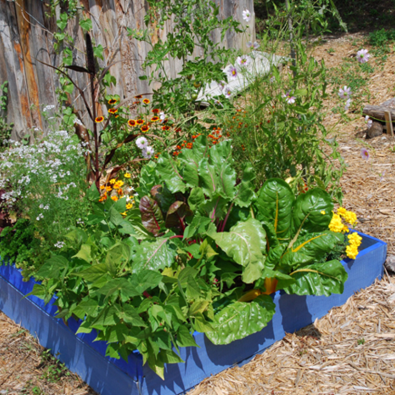 Stage Terre Vivante : Aménager mon petit jardin