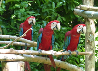 Parc des perroquets