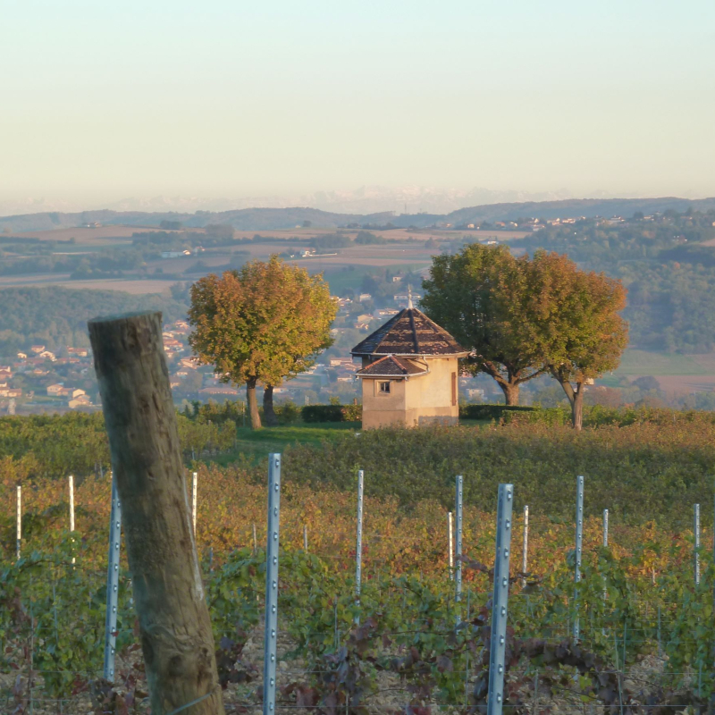 Loge de vignes