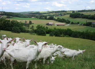 La Chèvre du Bancel