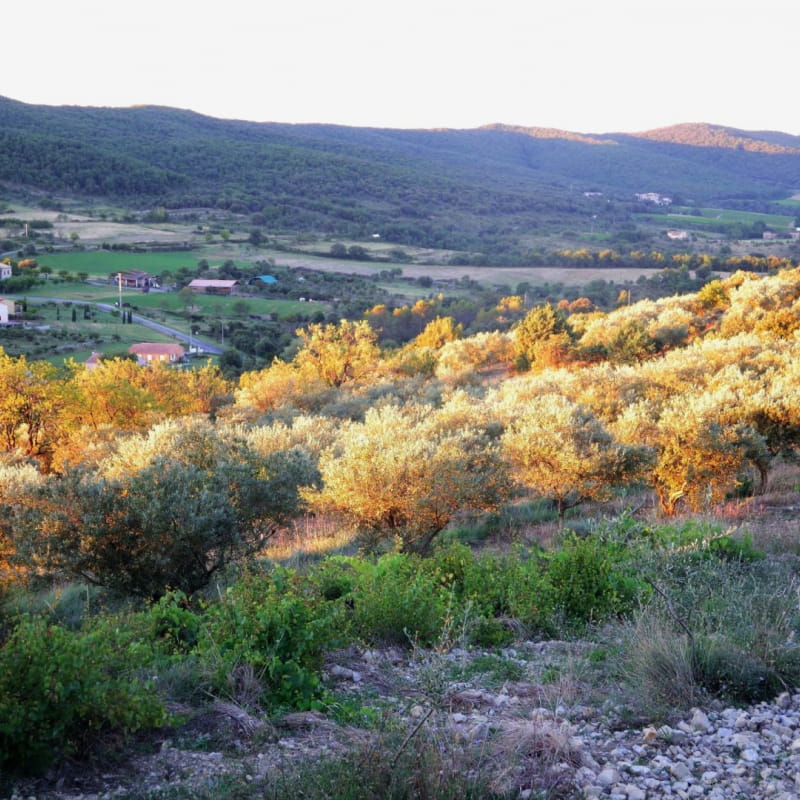 Domaine Oléicole Biologique Pontet Fronzèle : moulin à huile, confiserie d’olives, point vente des produits du domaine