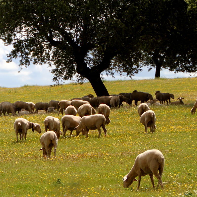 La ferme Chassard