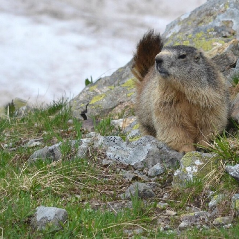 Une marmotte dans son milieu naturel