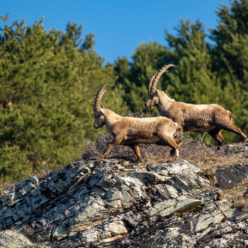 Bouquetins mâles dans le Parc national de la Vanoise